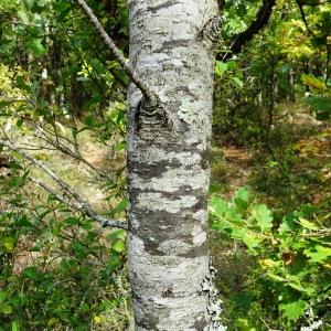 Photographie n°2548251 du taxon Sorbus torminalis (L.) Crantz