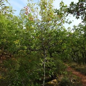 Photographie n°2548252 du taxon Sorbus torminalis (L.) Crantz