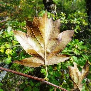 Photographie n°2548253 du taxon Sorbus torminalis (L.) Crantz