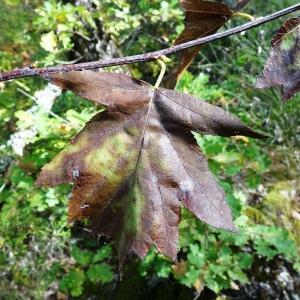 Photographie n°2548254 du taxon Sorbus torminalis (L.) Crantz