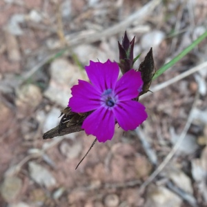 Photographie n°2548268 du taxon Dianthus carthusianorum L.