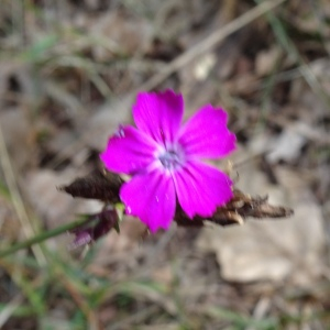 Photographie n°2548269 du taxon Dianthus carthusianorum L.