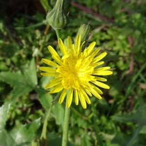 Photographie n°2548301 du taxon Sonchus oleraceus L.