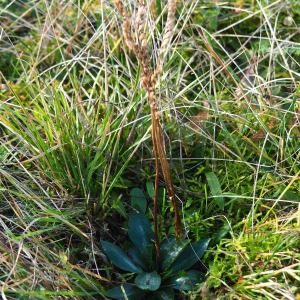 Photographie n°2548315 du taxon Spiranthes spiralis (L.) Chevall. [1827]