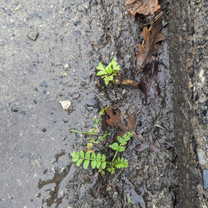 Photographie n°2548321 du taxon Erodium moschatum (L.) L'Hér.