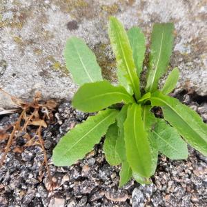 Photographie n°2548346 du taxon Lactuca L.