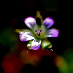 Photographie n°2548348 du taxon Geranium rotundifolium L. [1753]