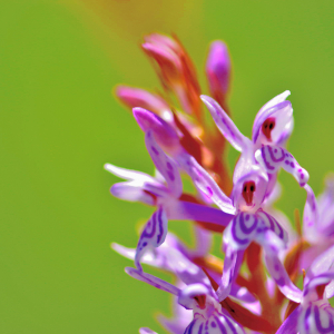 Photographie n°2548362 du taxon Dactylorhiza fuchsii (Druce) Soó [1962]