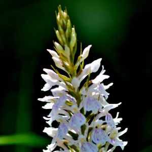 Photographie n°2548363 du taxon Dactylorhiza fuchsii (Druce) Soó [1962]