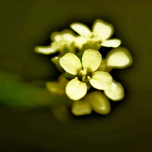 Photographie n°2548382 du taxon Rapistrum rugosum (L.) All. [1785]