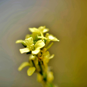 Photographie n°2548384 du taxon Rapistrum rugosum (L.) All. [1785]