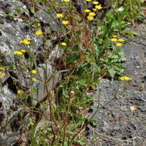 Photographie n°2548397 du taxon Crepis micrantha Czerep. [1964]