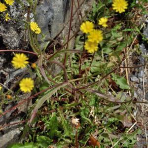 Photographie n°2548398 du taxon Crepis micrantha Czerep. [1964]