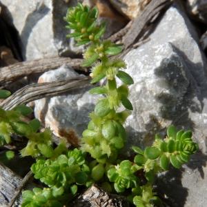 Photographie n°2548406 du taxon Valantia muralis L. [1753]