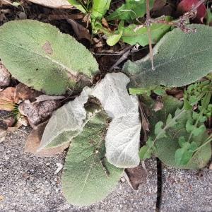 Photographie n°2548409 du taxon Verbascum L.