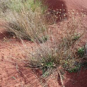 Photographie n°2548424 du taxon Cephalaria leucantha (L.) Schrad. ex Roem. & Schult. [1818]