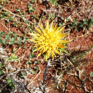 Photographie n°2548450 du taxon Carlina corymbosa L. [1753]