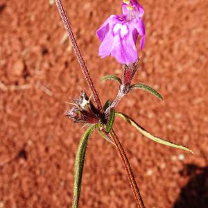 Photographie n°2548461 du taxon Galeopsis angustifolia Ehrh. ex Hoffm. [1804]