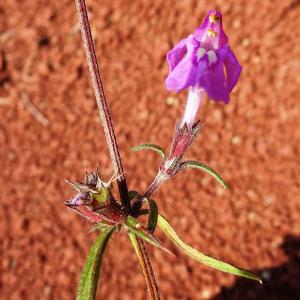 Photographie n°2548464 du taxon Galeopsis angustifolia Ehrh. ex Hoffm. [1804]