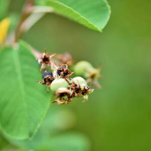 Photographie n°2548474 du taxon Amelanchier ovalis Medik. [1793]