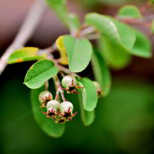 Photographie n°2548477 du taxon Amelanchier ovalis Medik. [1793]