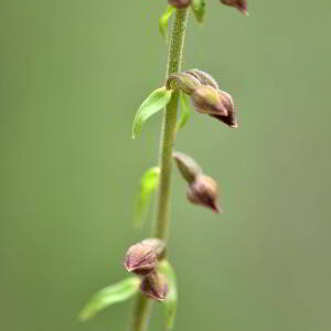 Photographie n°2548489 du taxon Epipactis atrorubens (Hoffm.) Besser [1809]