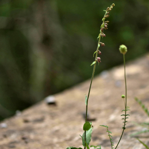 Photographie n°2548490 du taxon Epipactis atrorubens (Hoffm.) Besser [1809]