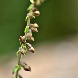 Photographie n°2548492 du taxon Epipactis atrorubens (Hoffm.) Besser [1809]