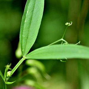 Photographie n°2548499 du taxon Lathyrus sylvestris L. [1753]