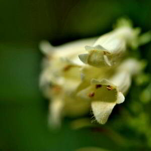 Photographie n°2548507 du taxon Digitalis lutea L. [1753]