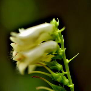 Photographie n°2548508 du taxon Digitalis lutea L. [1753]