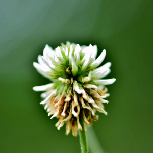 Photographie n°2548528 du taxon Trifolium montanum L. [1753]