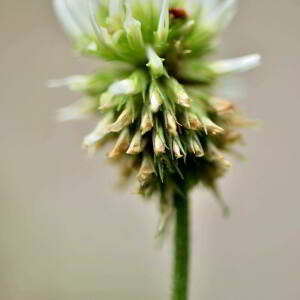 Photographie n°2548529 du taxon Trifolium montanum L. [1753]