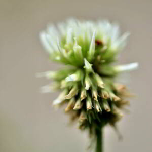 Photographie n°2548530 du taxon Trifolium montanum L. [1753]