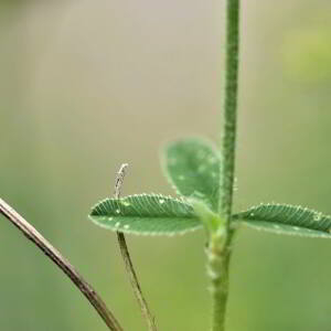 Photographie n°2548532 du taxon Trifolium montanum L. [1753]