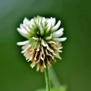 Photographie n°2548534 du taxon Trifolium montanum L. [1753]