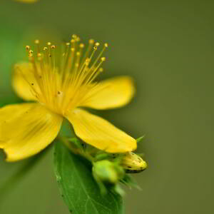 Photographie n°2548545 du taxon Hypericum perforatum L. [1753]