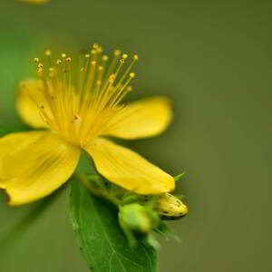 Photographie n°2548546 du taxon Hypericum perforatum L. [1753]