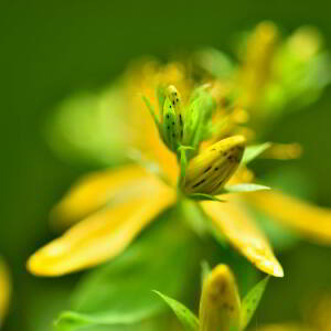 Photographie n°2548547 du taxon Hypericum perforatum L. [1753]