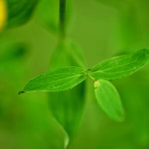 Photographie n°2548548 du taxon Hypericum perforatum L. [1753]