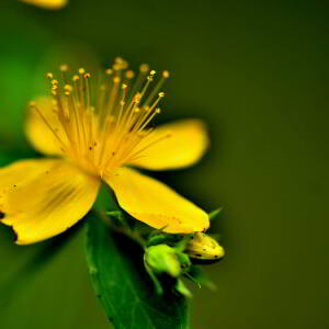 Photographie n°2548549 du taxon Hypericum perforatum L. [1753]