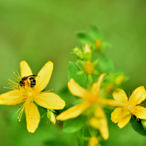 Photographie n°2548550 du taxon Hypericum perforatum L. [1753]