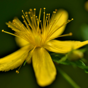 Photographie n°2548551 du taxon Hypericum perforatum L. [1753]