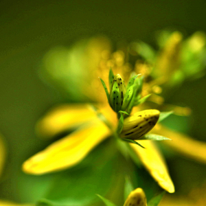 Photographie n°2548552 du taxon Hypericum perforatum L. [1753]