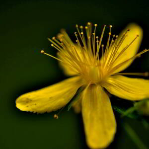 Photographie n°2548553 du taxon Hypericum perforatum L. [1753]