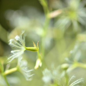 Photographie n°2548555 du taxon Valeriana officinalis L. [1753]