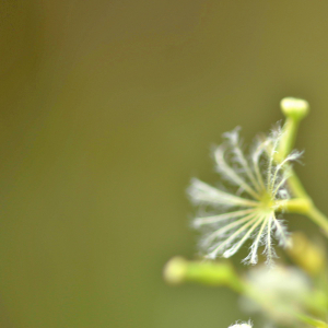 Photographie n°2548557 du taxon Valeriana officinalis L. [1753]