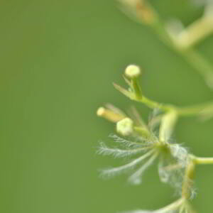Photographie n°2548565 du taxon Valeriana officinalis L. [1753]