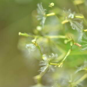 Photographie n°2548568 du taxon Valeriana officinalis L. [1753]