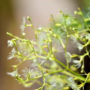 Photographie n°2548572 du taxon Valeriana officinalis L. [1753]